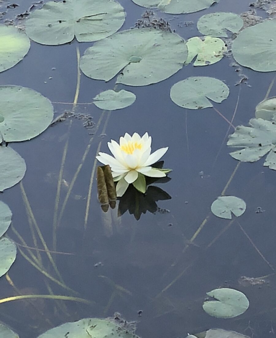 A single white water lily resting on a still pond